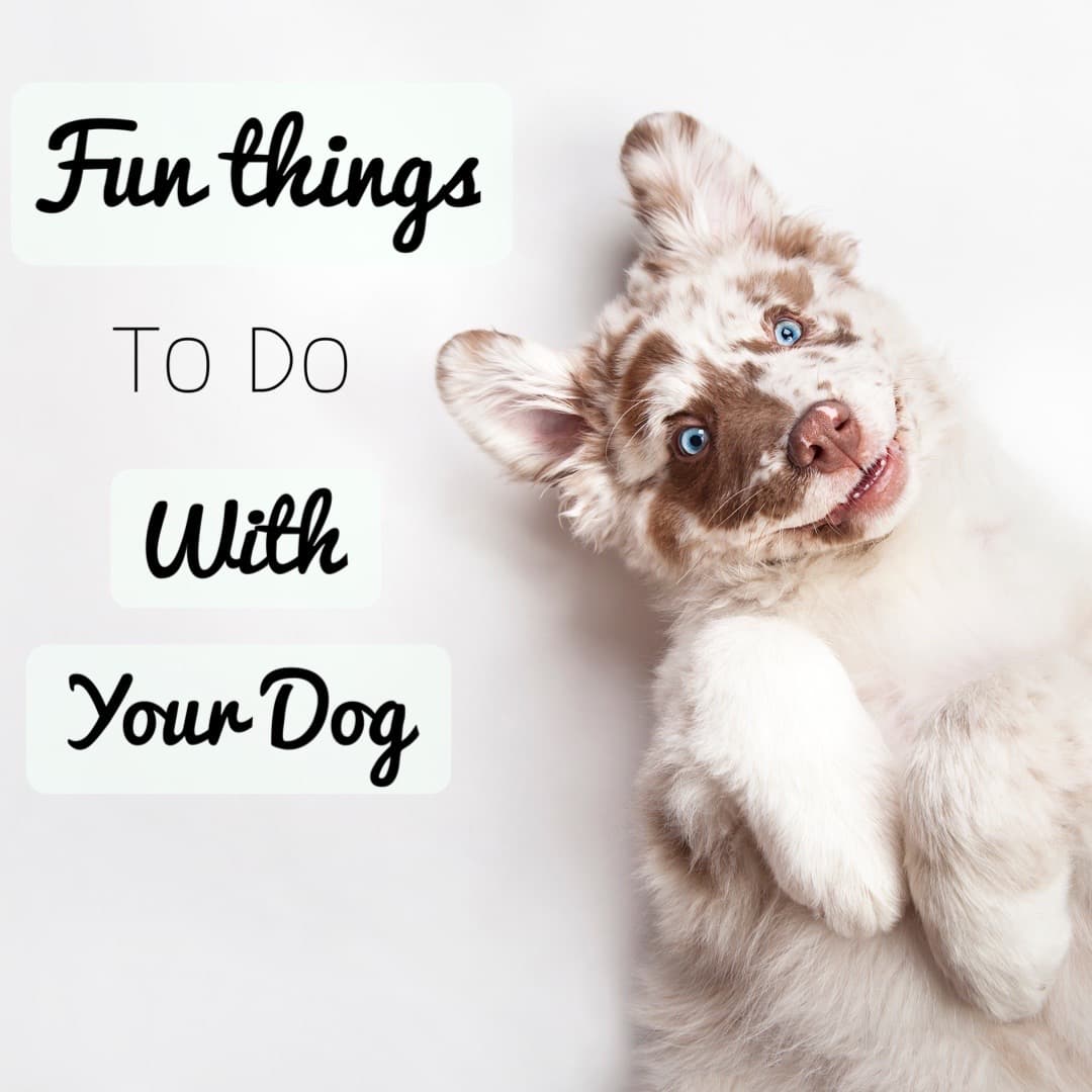 best-fun-things-to-do-with-your-dog-dog-activity-ideas