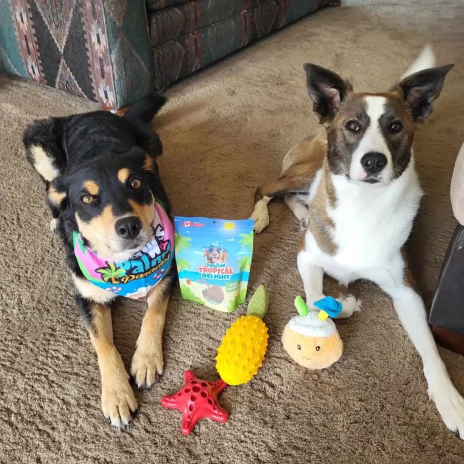 Two Large Dog Breeds Posing With DuraPaw Themed Treats and Toys