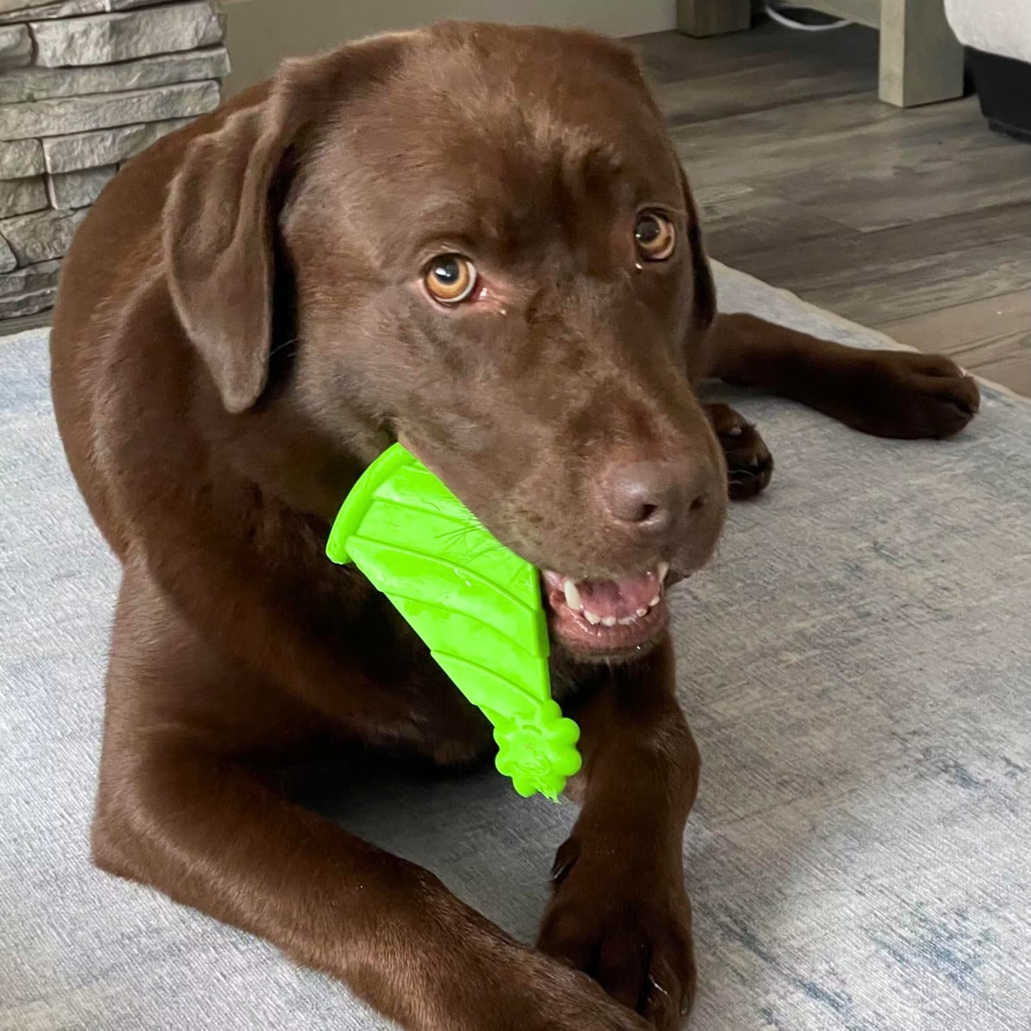 Lab Chewing DuraPaw Green Nylon Super Tough Dog Toy Party Hat