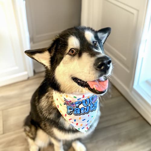 Cute Dog Wearing DuraPaw Birthday Bandana Gift