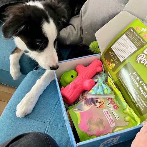 Monthly DuraPaw Dog Subscription Box Theme