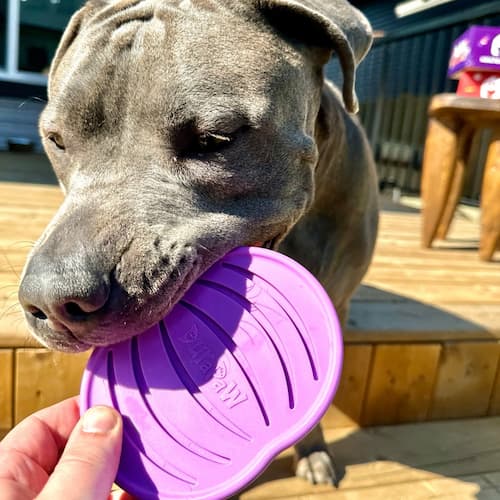 Purple Pumpkin Halloween Dog Nylon Chew Toy