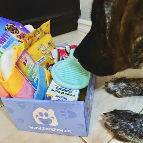 DuraPaw Box Durable Dog Chew Toys