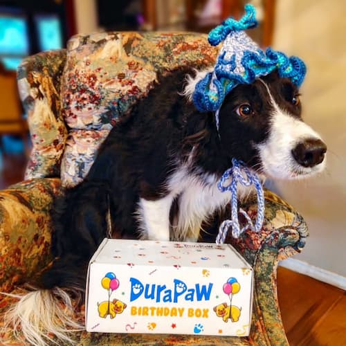 DuraPaw Doggy Birthday Toy Box Gift
