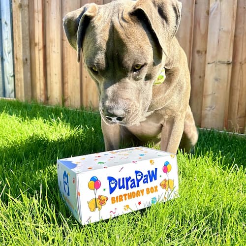 Happy Dog Birthday Toy Treats DuraPaw Box