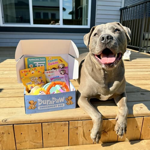 Pitbull Enjoying Monthly Dog Toys and Treats
