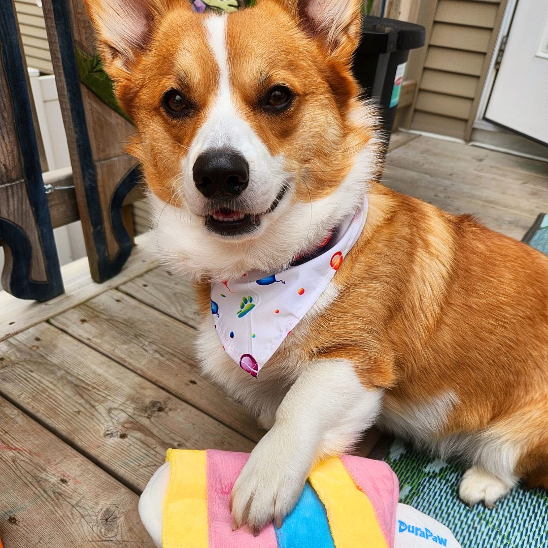 Cute Corgi Playing with Colorful Popsicle Dog Toy Outside Deck