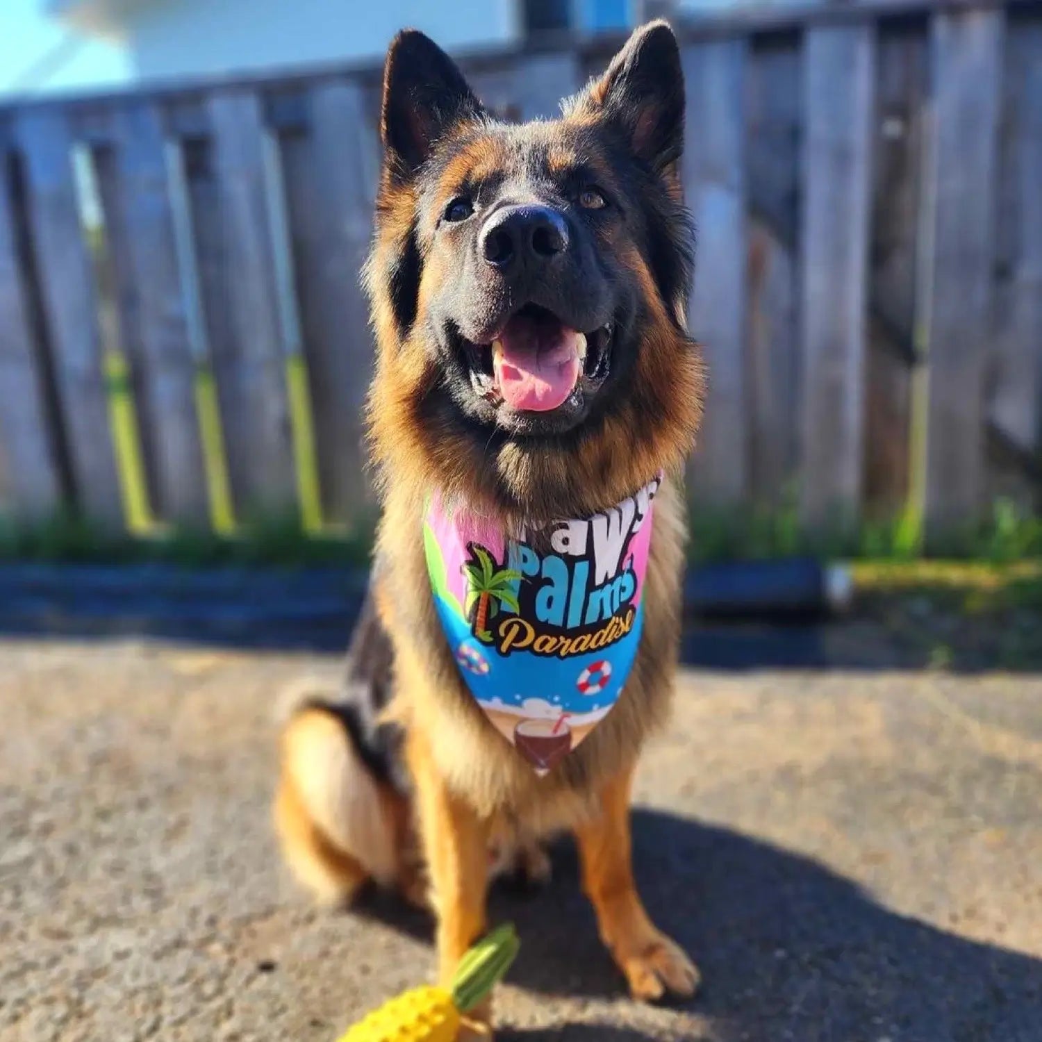 Dog Wearing Cute Summer Themed Pet Bandana