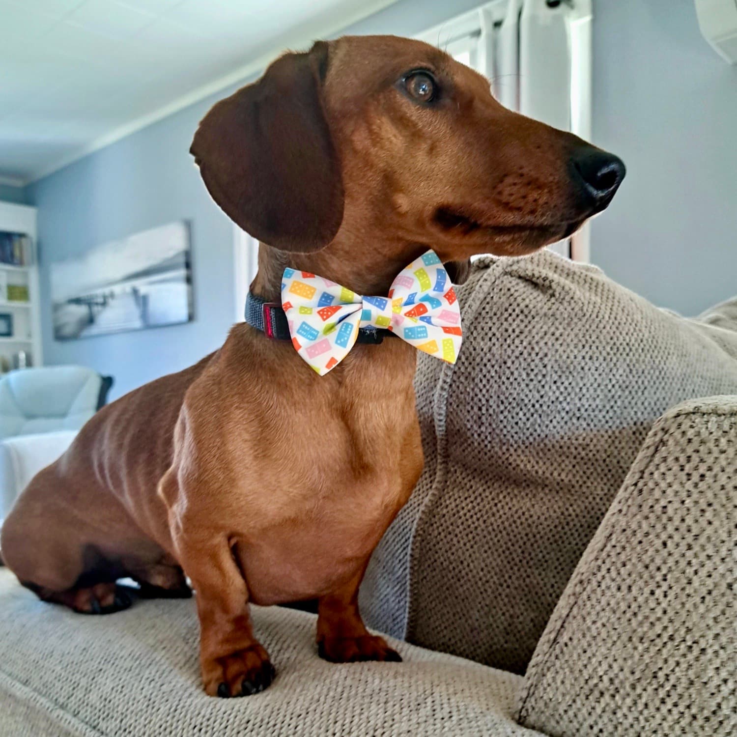 Cute Dachshund Wearing Adorable Collar Bowtie Gaming Theme