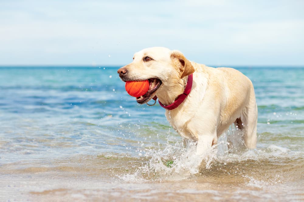 Large Dog with Orange Ball Playing Fetch near Beach Water