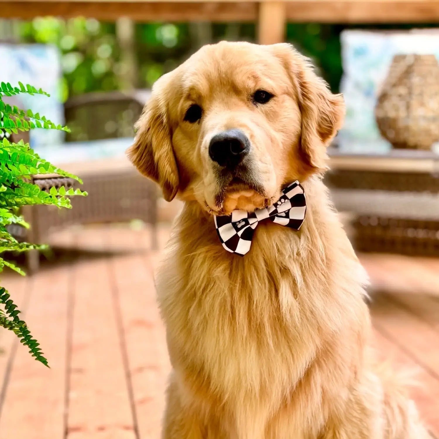 Cute Golden Retriever Wearing Bow Tie Accessory Racing Stripes