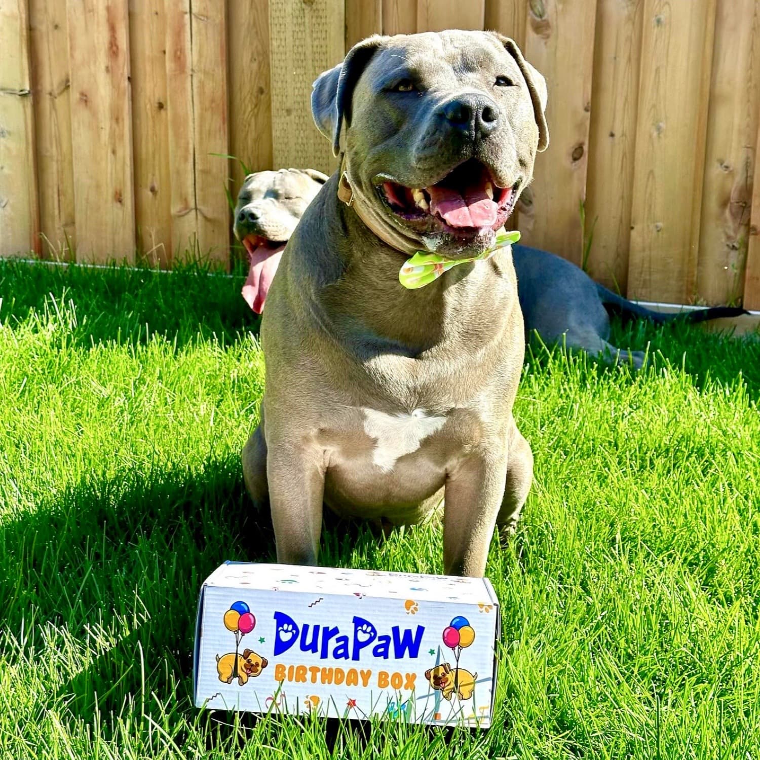 DuraPaw Puppy Dog Birthday Gift Toy Box