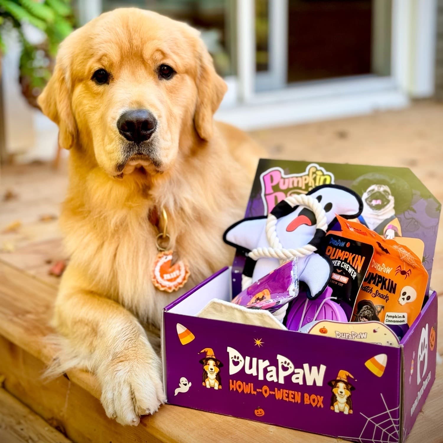 DuraPaw Halloween Themed Dog Toy Treat Box with Golden Retriever Breed Unboxing