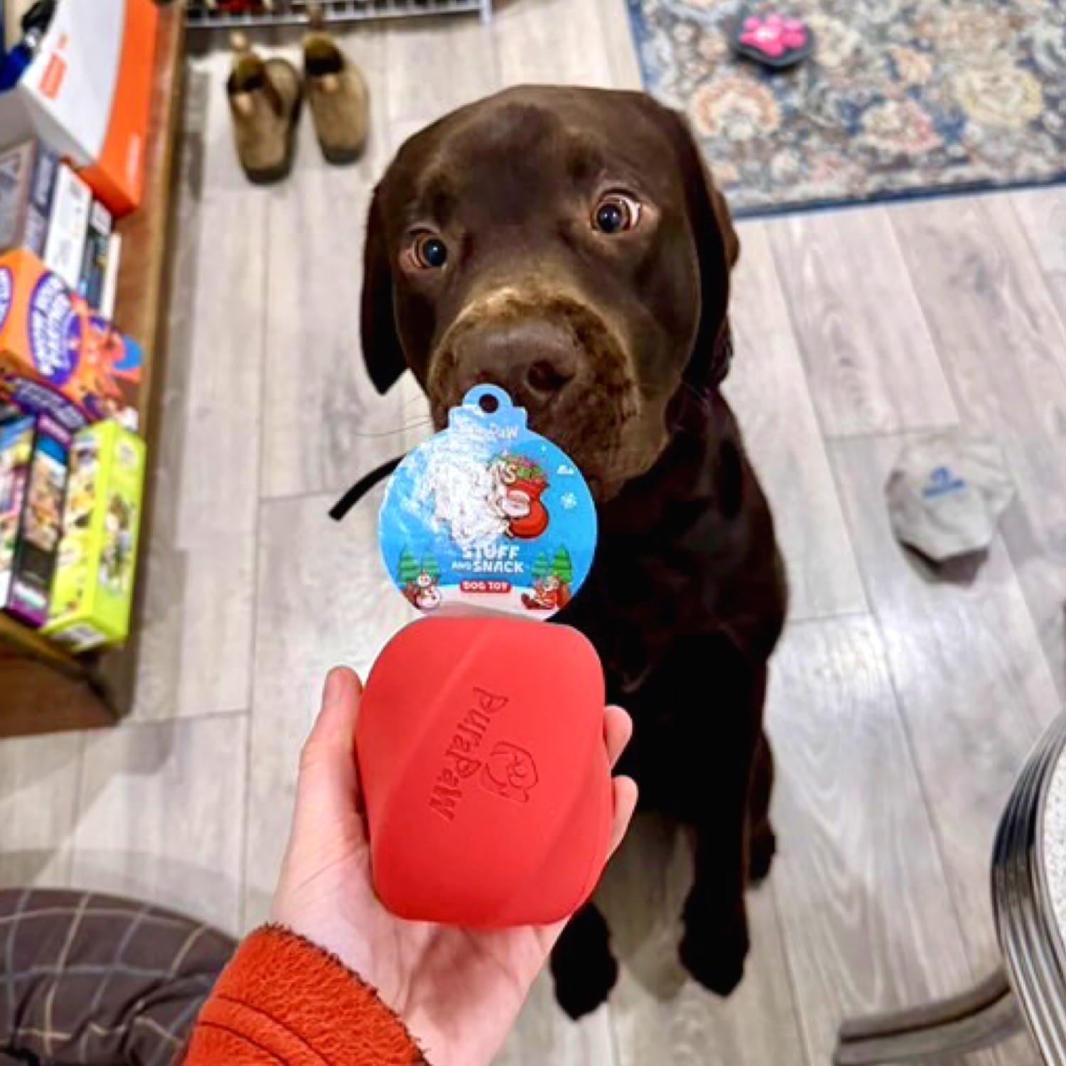 Chocolate Lab Dog Breed Playing With Red DuraPaw Christmas Twisted Rubber Treat Dispenser