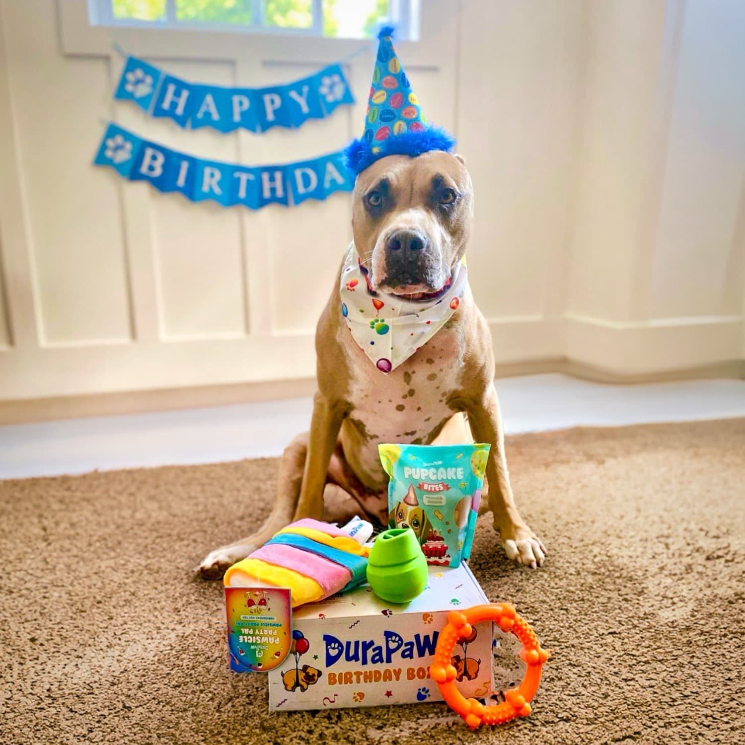 Happy Birthday Boy Dog Gift Box DuraPaw Present