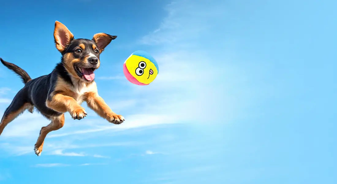 Dog Jumping in Sky Fetching DuraPaw Ball Toy in the Air