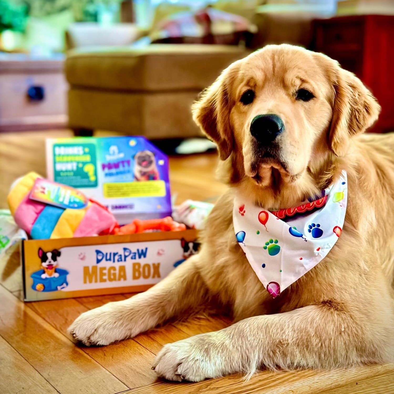 Golden Retriever Dog Opening Multi Dog Subscription Box