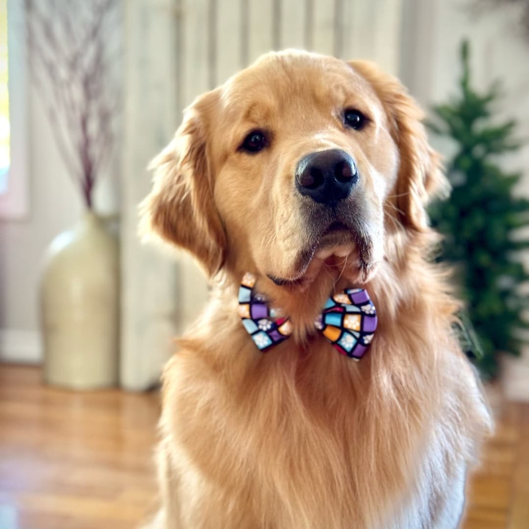 Super Cute Golden Breed Wearing Disco Bow Tie DuraPaw