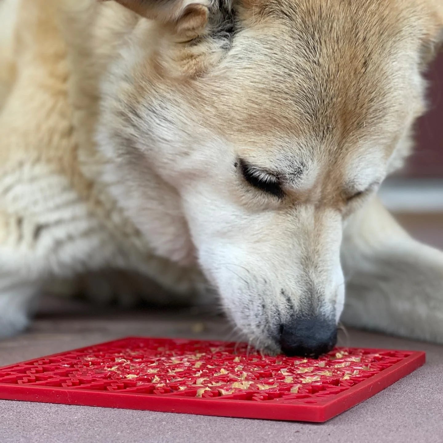 9 Frozen Lick Mat Recipes To Keep Your Dog Busy And Cool